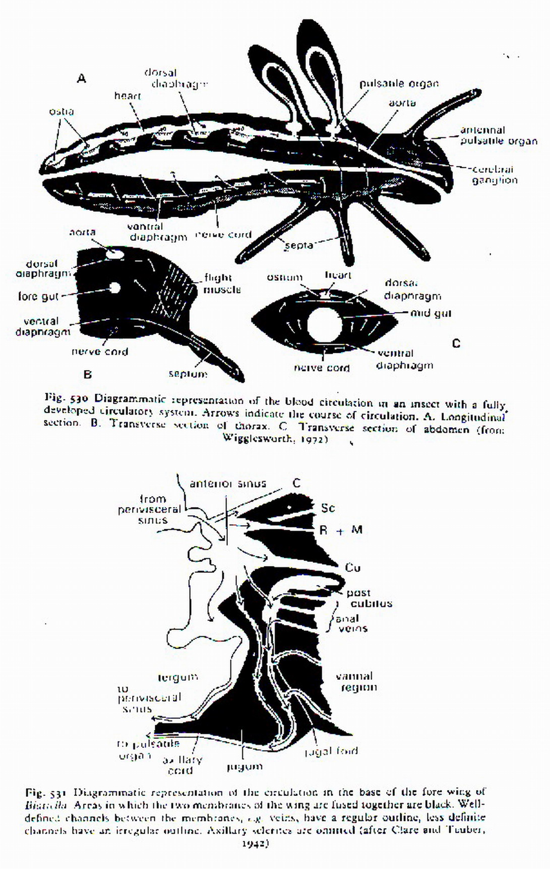 hemolim