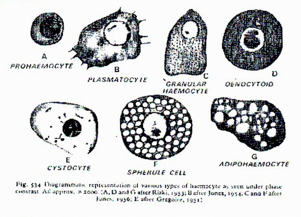 hemolim